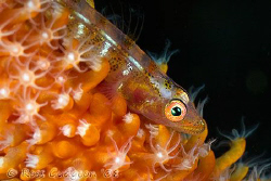 Whip Coral Goby portrait.  Lembeh Strait, Sulawesi.  Cano... by Ross Gudgeon 